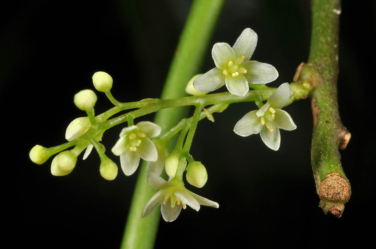 flower-image